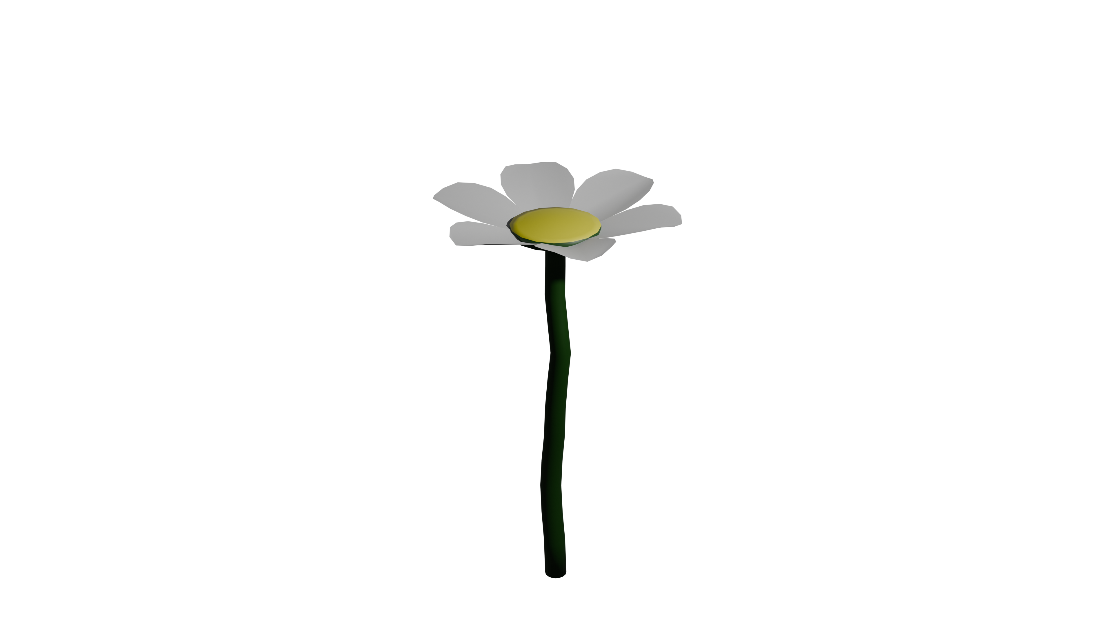daisy